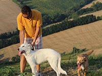 abruzzese sheepdog puppy